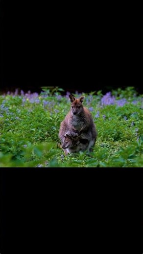 “Amazing Wildlife Moments | Kangaroo, Squirrel & Monkey in Nature”