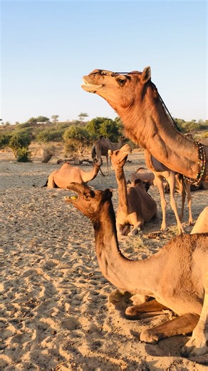 1.3M views · 3.7K reactions | الإبل enjoy_Camel #video_#shorts أصوات...