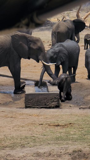 #highlightseveryone #viralphotochallenge #zimcelebsofficial #safari #africatravel #gentlegiant #hwange #elephant #safariguide #Zimbabwe | Ethan Phiri