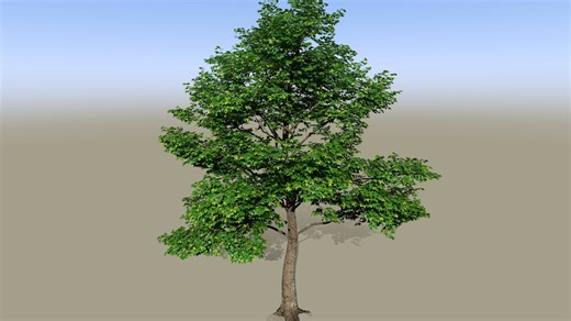 SpeedTree 为客户制作树的动画