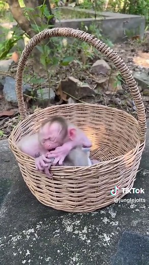 How to Care for Your Monkey: Tips for Monkey Lovers