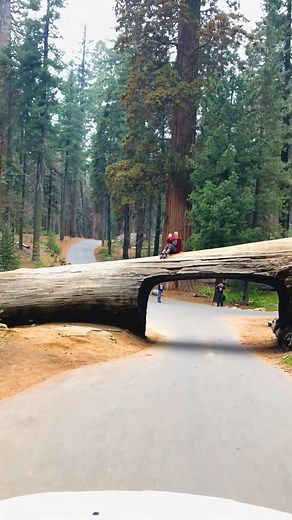 Join @operation.adventure as they drive through the astounding Tunnel Log in Sequoia National Park. 🌳🚗 This giant sequoia fell across the road in 1937, and rather than remove it, Civilian Conservation Corps workers (the CCC) tunneled through it and created a unique and iconic "tree-you-can-drive-through". Because of the park's immense beauty and otherworldliness, visitors claim that photos and videos don't do this place any justice! 😮 How amazing is this and have you visited this national par
