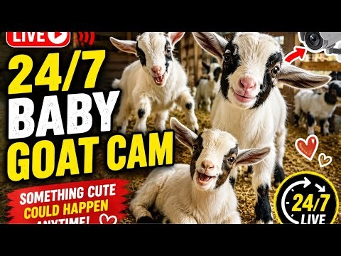 🎥🐐 24/7 Baby Goat Cam—Something Cute Could Happen Anytime