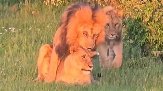 2026.03.16 布克和托比母狮尼约塔约会被孩子们围观，布克脸受伤了