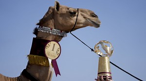 World Cup-themed camel beauty contest held in Qatar