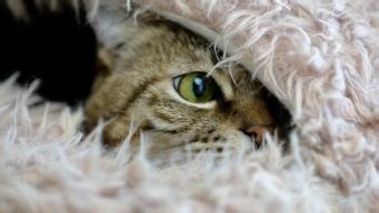 专注流浪动物救助·诚实一口公益的暖心瞬间