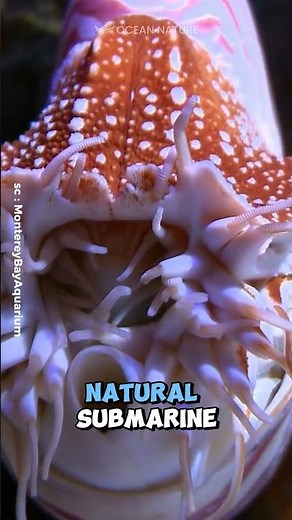Nautilus | A Marine Living Fossil That Has A Beautiful Shell! #shorts