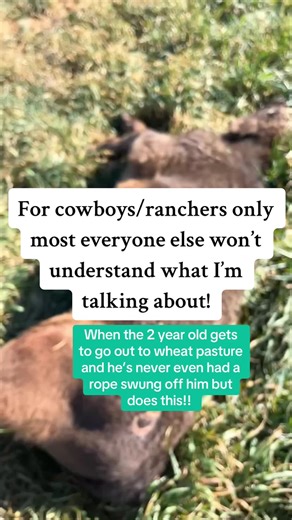 He’s only a 2 year old, he’s build like a TANK, he’s gentle as they come! Got rode outside to Dr wheat pasture cattle today and did this! Oh and the funniest part he’s GRADE! 😂