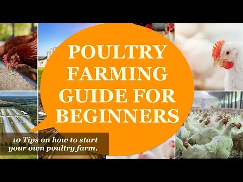 How to Start Chicken Poultry Farm