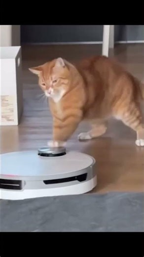 Cat vs machine 🐱🐱