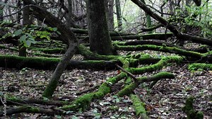 Autumn Landscapes - The kingdom of moss, exploring the biodiversity and beauty of an ancient forest.