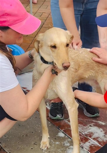 Fido’s POV at Suds, Pups & Pints happening now in downtown Mount Dora to benefit Lake County Humane Society! | Mount Dora Buzz