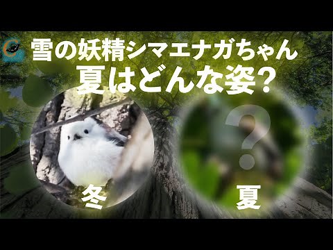 比べてみました、シマエナガちゃんの夏と冬。リモートバードウォッチング