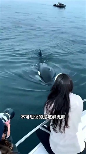 Orca spyhopping: What it means when they poke their heads above water to watch you