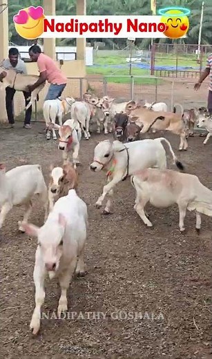 "Cuteness on the Loose: Micro Cows Exploring the Yard" #viral #cow #littleradhe #youtube #farm #yt