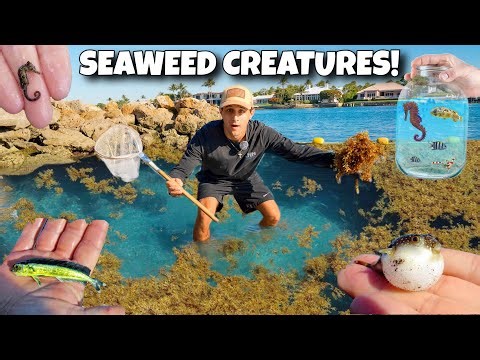 Netting EXOTIC SEA CREATURES Out Of SEAWEED For My AQUARIUM!