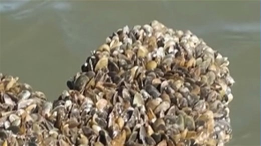 Invasive mussels clogging rivers: A growing threat in California