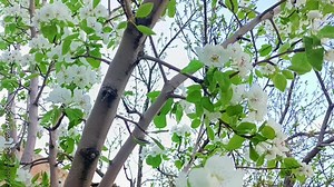 Spring blossoms of red elm tree in spring Stock Video