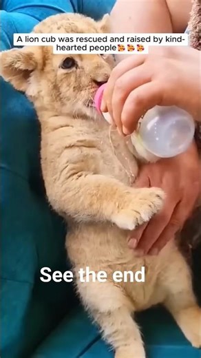 Saved a Lion Cub from Being Eaten#cuteanimals #lion