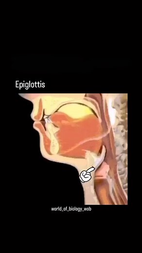 Science animations on TikTok