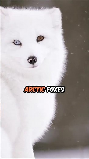 This Color Changing Fox Will Amaze You! #wildlife #facts