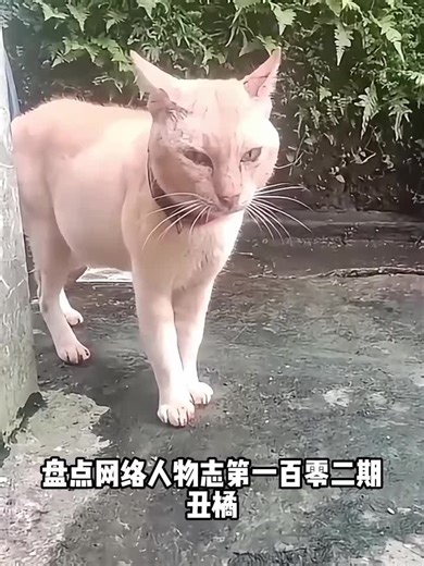 盘点网络人物志第一百零二期之丑橘 #丑橘 #人物志 #橘猫 #丑猫 #抽象