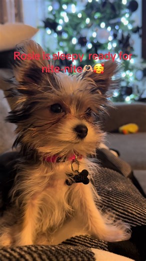 Yorkie Routines: Rosie Ready for Bedtime