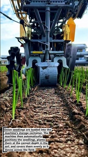 Advanced Onion Planting Machine! Plants Hundreds of Thousands of Seedlings in a Day