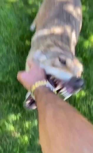 Funny Wolf Compilation - Best Wolf Moments