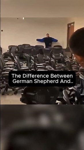 The Difference Between German Shepherd And Belgian Malinois