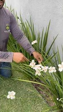 How to make the Moreia fill with flowers 🌱 #gardener #plants
