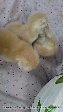 3 Weeks Old Kittens Playing 7 #kittens #kittensplaying #cutekittens