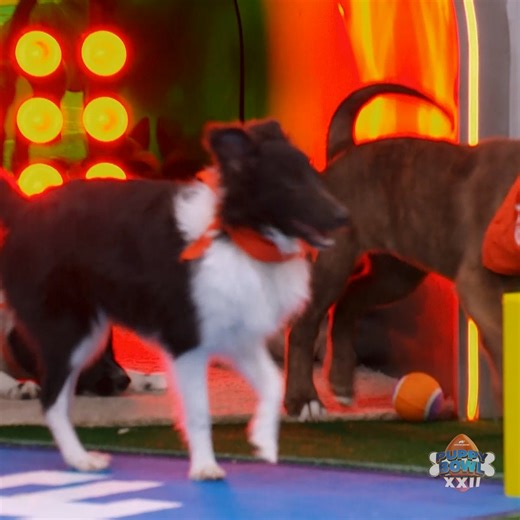 That's the FIRST TOUCHDOWN of the game! 🔵 #PuppyBowl | Animal Planet