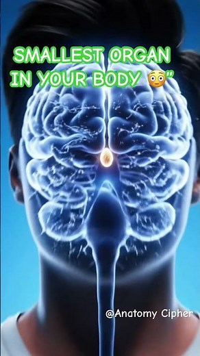 Smallest Organ in the Human Body 😳 | Pineal Gland Explained in 3D