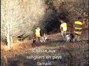 chasse au sanglier en pays tarnais