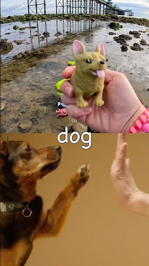 Kids Learn | Animal Names at the Rock Pool: Chameleon Cheetah Giraffe Reindeer Dog