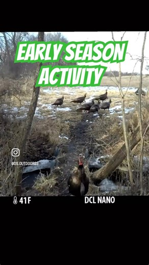 Early Spring Turkey Activity