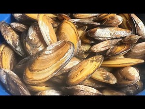 BILDAT in ILOCANO! Ano kaya sa TAGALOG at ENGLISH?