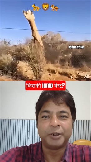 Whose high jump is the most dangerous? Lion, tiger or leopard 🐆🦁🐅| animal high jump | #shorts #wi...