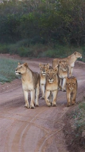 From dominance to resilience - the Mhangeni Pride has shaped the lion dynamics of Londolzi for years 🦁 Two years ago, this video captured them at their peak. Today, with three adult females and three older cubs, the pride faces new challenges and opportunities. Keep an eye out for an exciting update later this week - the next chapter is just beginning 👀✨ 📹️: @stoftaylor https://blog.londolozi.com/2020/12/29/the-value-of-the-mhangeni-pride/?utm_source=Facebook&utm_medium=organic-social&utm_cam