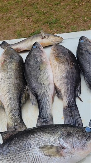 just cause its been a while...#fyp #chefboiE bout to whip up some #bassfilets