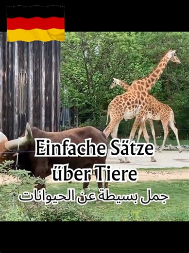 ‏#بنتعلمءالماني 🇩🇪 #Hallo_mini_deutsch #learn_german 🇩🇪