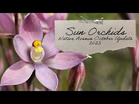 Sun Orchids at Native Avenue - Spring 2025