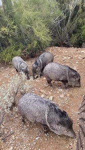 198K views · 6K reactions | Sound ON for adorable javelina ASMR.  | Arizona-Sonora Desert Museum | Facebook