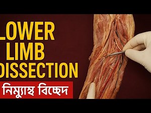 Lower Limb Anatomy Dissection for Medical Students |