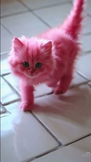 PINK KITTEN!🐱 #shorts