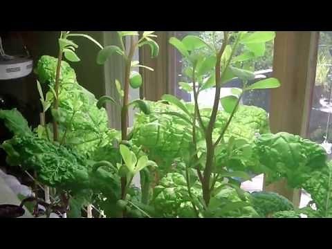 Hydroponic Purslane - A High Omega 3 Plant