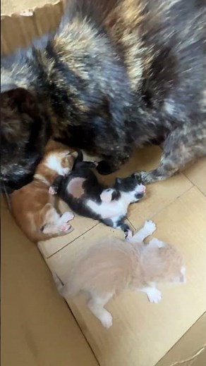 Newborn Kittens Sleeping Peacefully 💤❤️