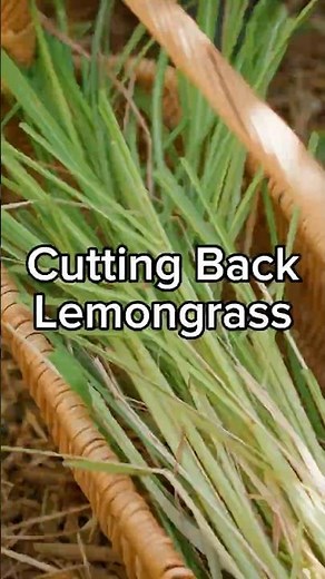 Time to cut back your LEMONGRASS