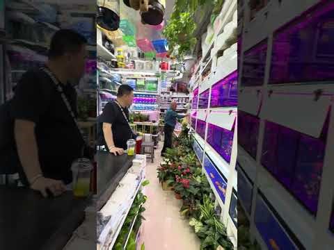 Buying gold fish at Karama, Dubai